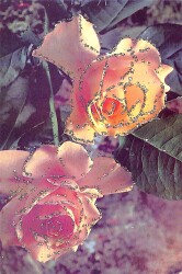 Çiçek Temalı Kartpostal (Küçük Boy) KRT21345 - Gökçekoleksiyon