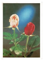 Çiçek Temalı Kartpostalı KRT9745 - Gökçekoleksiyon