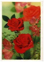 Çiçek Temalı Kartpostalı KRT9747 - Gökçekoleksiyon