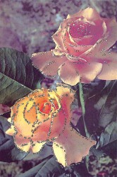 Çiçek Temalı Simli Kartpostal KRT15779 - Gökçekoleksiyon