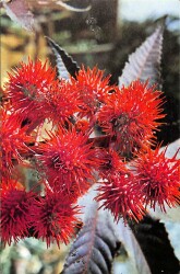 Çiçek Temalı Simli Kartpostal KRT15780 - Gökçekoleksiyon