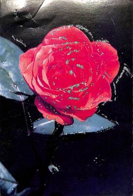 Çiçek Temalı Simli Kartpostal KRT15941 - 1