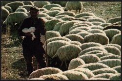 Çoban ve Sürüsü Kartpostalı KRT3376 - Gökçekoleksiyon