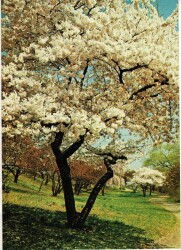 Doğa Manzarası Kartpostal KRT11571 - Gökçekoleksiyon