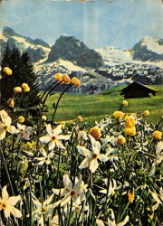 Doğa Temalı Kartpostal KRT19246 - Gökçekoleksiyon