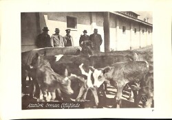 Film Radyo Televizyon ile Eğitim Merkezi – Atatürk Fotoğraf Sayfaları Atatürk Orman Çiftliğinde KRT19760 - Gökçekoleksiyon