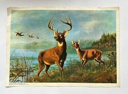 Geyik Ve Ceylan Kartpostal KRT19433 - Gökçekoleksiyon