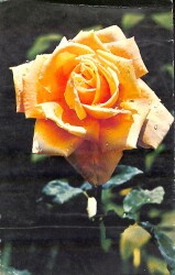 Gül Temalı Açılır Kapaklı Kartpostal KRT2749 - 1