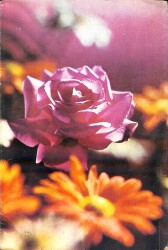 Gül Temalı Açılır Kapaklı Kartpostal KRT2750 - 1