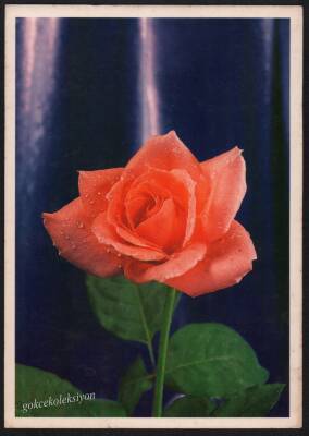 Gül Temalı Kartpostal KRT2706 - 1