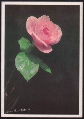 Gül Temalı Kartpostal KRT2707 - 1