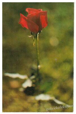 Gül Temalı Kartpostal KRT2955 - 1