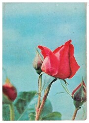 Gül Temalı Kartpostal KRT2961 - Gökçekoleksiyon