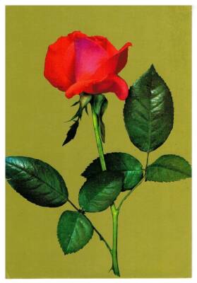 Gül Temalı Kartpostal KRT2966 - 1