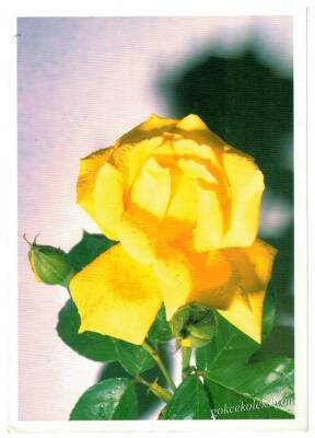 Gül Temalı Kartpostal KRT2977 - 1