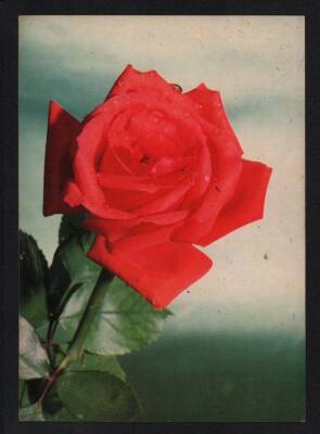 Gül Temalı Kartpostal KRT2978 - 1