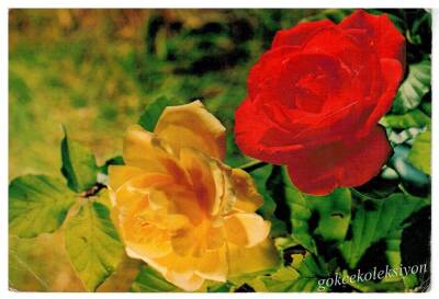 Gül Temalı Kartpostal KRT2987 - 1