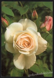 Gül Temalı Kartpostal KRT2993 - Gökçekoleksiyon