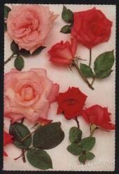 Gül Temalı Kartpostal KRT3000 - Gökçekoleksiyon