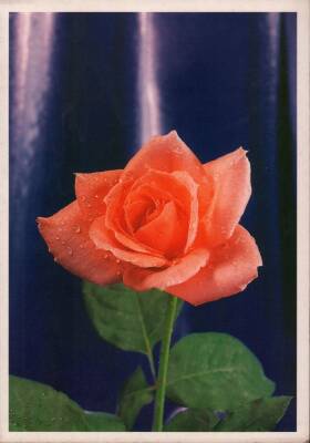 Gül Temalı Kartpostal KRT3004 - 1