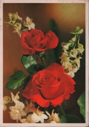 Gül Temalı Kartpostal KRT3006 - Gökçekoleksiyon