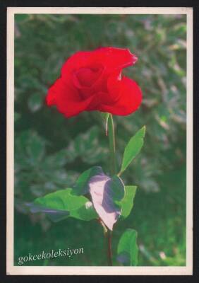 Gül Temalı Kartpostal KRT3016 - 1