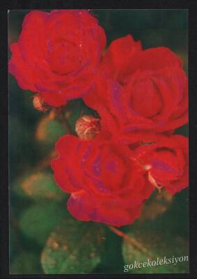 Gül Temalı Kartpostal KRT3024 - 1