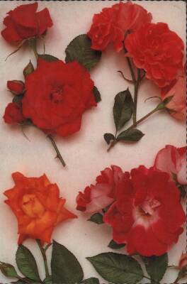 Gül Temalı Kartpostal KRT3026 - 1