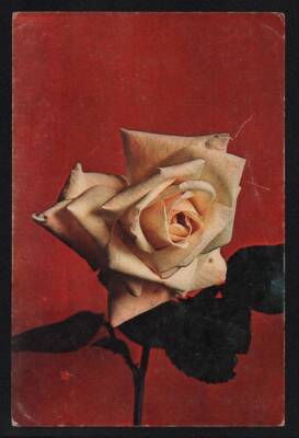 Gül Temalı Kartpostal KRT3041 - 1