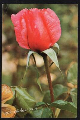 Gül Temalı Kartpostal KRT3049 - 1