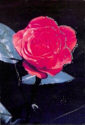 Gül Temalı Simli Kartpostal KRT19234 - Gökçekoleksiyon