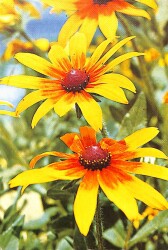 Güneş Çiçeği Temalı Kartpostal KRT15349 - Gökçekoleksiyon