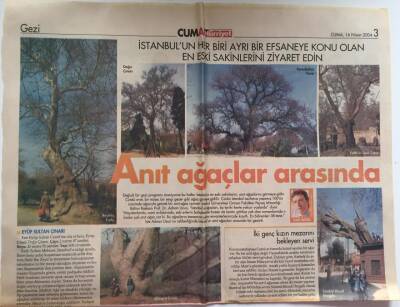 Hürriyet Gazetesi Seyahat Eki 16 Nisan 2004 - İstanbulun En Eski Sakinleri Anıt Ağaçlar Fatihin Taşlı Çınarı ... GZ39106 - 1