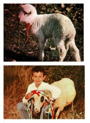 İkili Kurban Bayramı Tebrik Kartpostalı KRT7857 - Gökçekoleksiyon