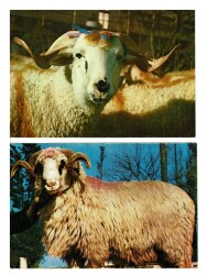 İkili Kurban Bayramı Tebrik Kartpostalı KRT7866 - Gökçekoleksiyon