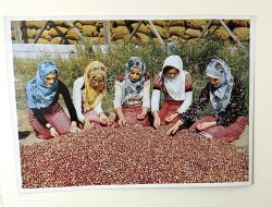 Karadeniz Yöresi Fındık Ayıklayan Kadınlar Görselli Dev Boy Poster.50x70cmBRKT7 - Gökçekoleksiyon