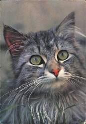 Kedi Temalı Kartpostal KRT19134 - Gökçekoleksiyon