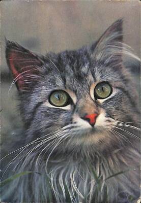 Kedi Temalı Kartpostal KRT19134 - 1