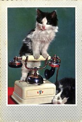 Kedi Temalı Kartpostal KRT19136 - Gökçekoleksiyon