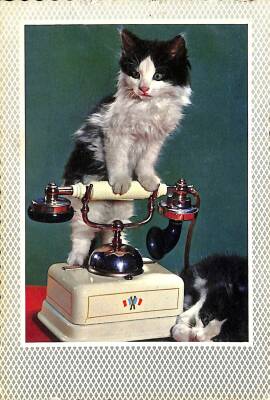Kedi Temalı Kartpostal KRT19136 - 1