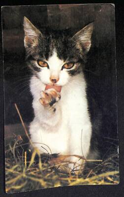 Kedi Temalı Kartpostal KRT19140 - 1