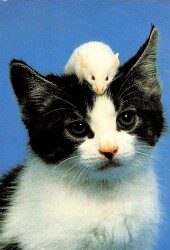 Kedi Ve Fare Temalı Kartpostal KRT19138 - Gökçekoleksiyon