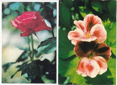 Kırmızı Gül ve Çiçek 2li Kartpostal KRT10425 - 1