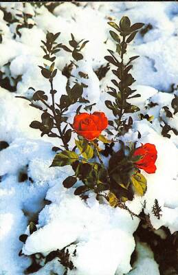 Kış Ve Çiçek Temalı Kartpostal KRT14502 - 1