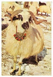 Koç Kartpostalı KRT2604 - Gökçekoleksiyon