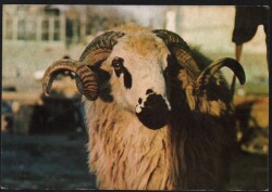 Koç Kartpostalı KRT2611 - Gökçekoleksiyon
