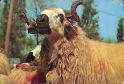Koç Kartpostalı KRT2612 - Gökçekoleksiyon