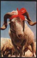 Koç Kartpostalı KRT2613 - Gökçekoleksiyon