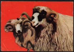 Koç Kartpostalı KRT2614 - Gökçekoleksiyon