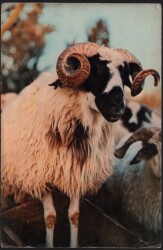 Koç Kartpostalı KRT2615 - Gökçekoleksiyon